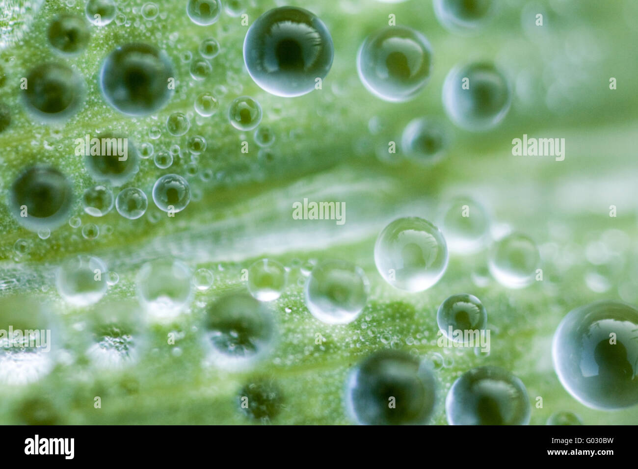 blade of grass with dew drops Stock Photo Alamy