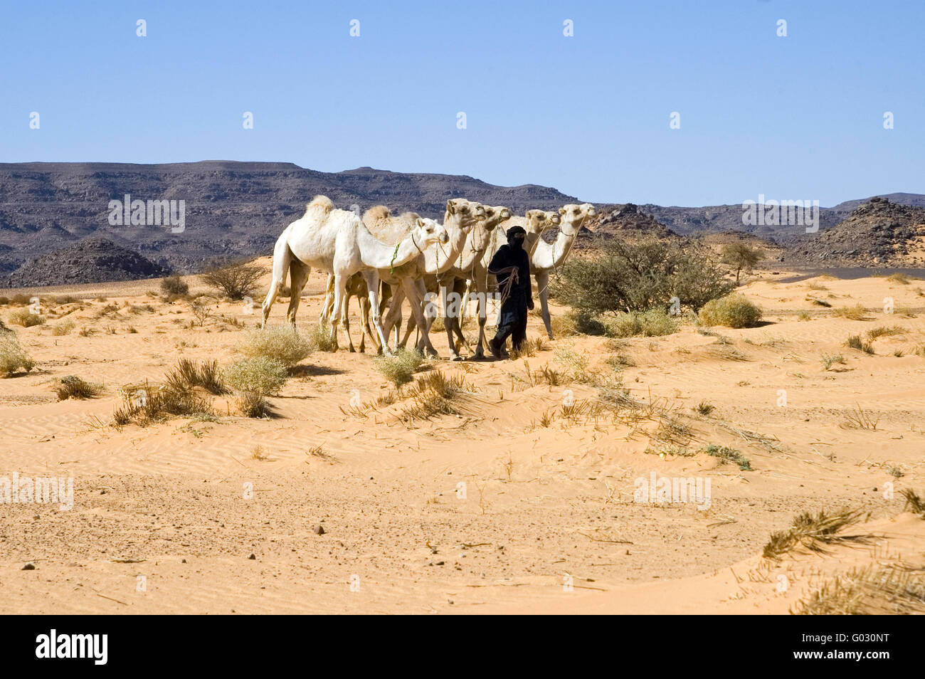 Tuareg nomad with white dromedaries in the desert Stock Photo