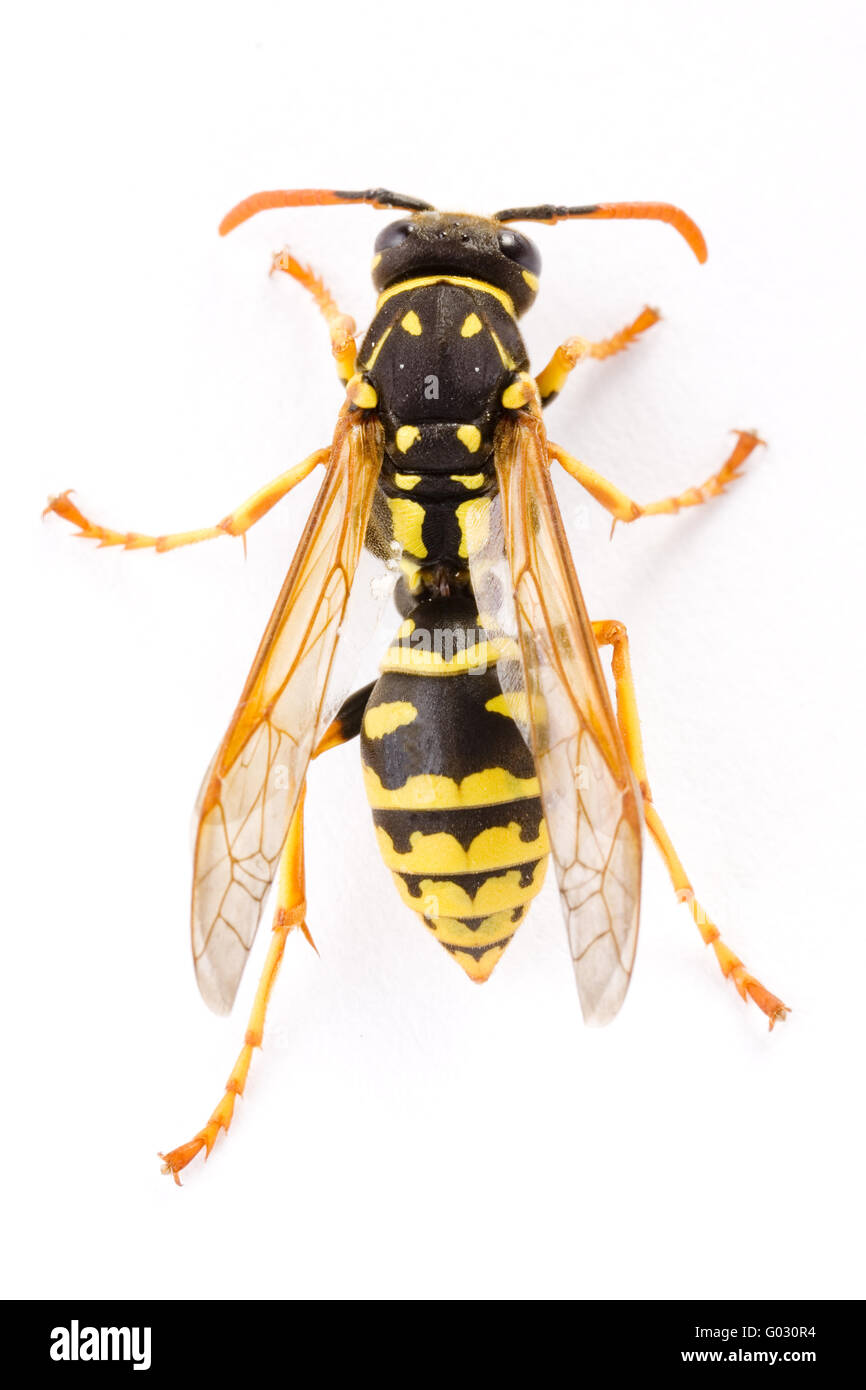 Yellow Paper Wasp  (Polistes dominulus) Stock Photo
