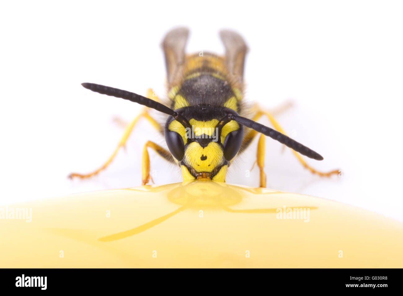 German wasp (Vespula germanica) eats honey Stock Photo