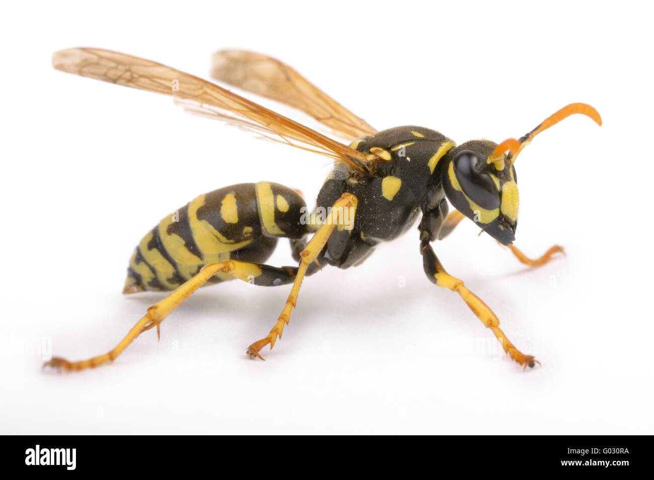 Yellow Paper Wasp  (Polistes dominulus) Stock Photo