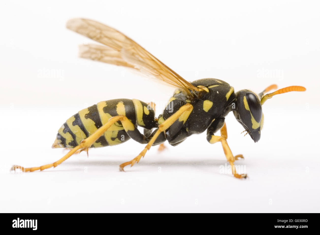 Yellow Paper Wasp  (Polistes dominulus) Stock Photo