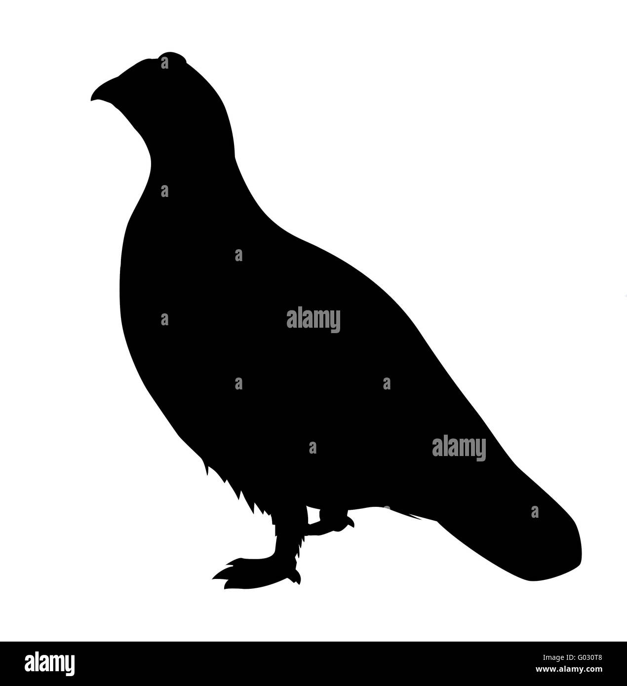 vector silhouette of the partridge on white background Stock Photo - Alamy