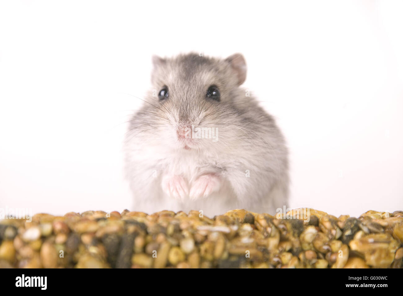 Golden hamster ingestion of food Stock Photo