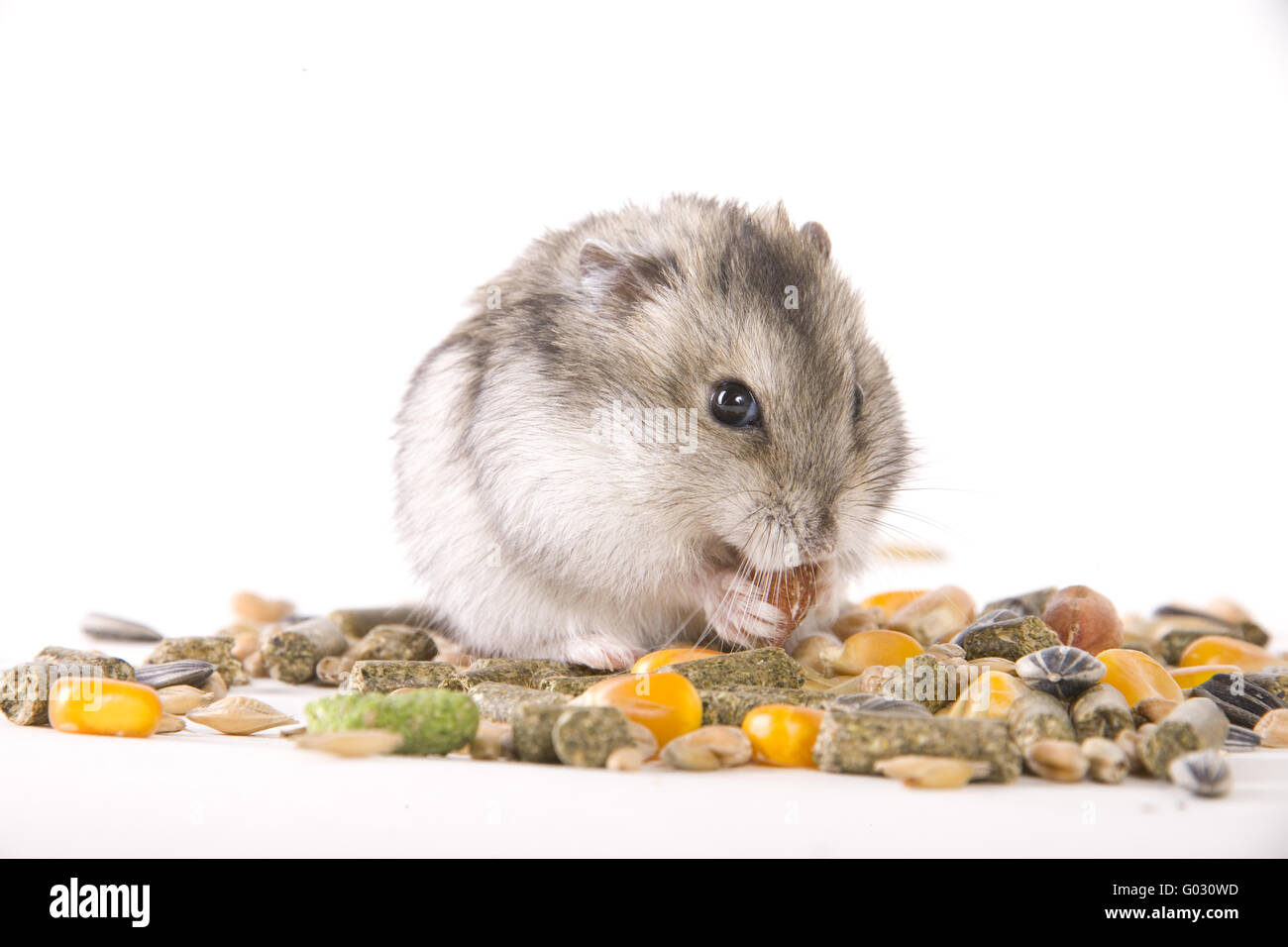 Golden hamster ingestion of food Stock Photo