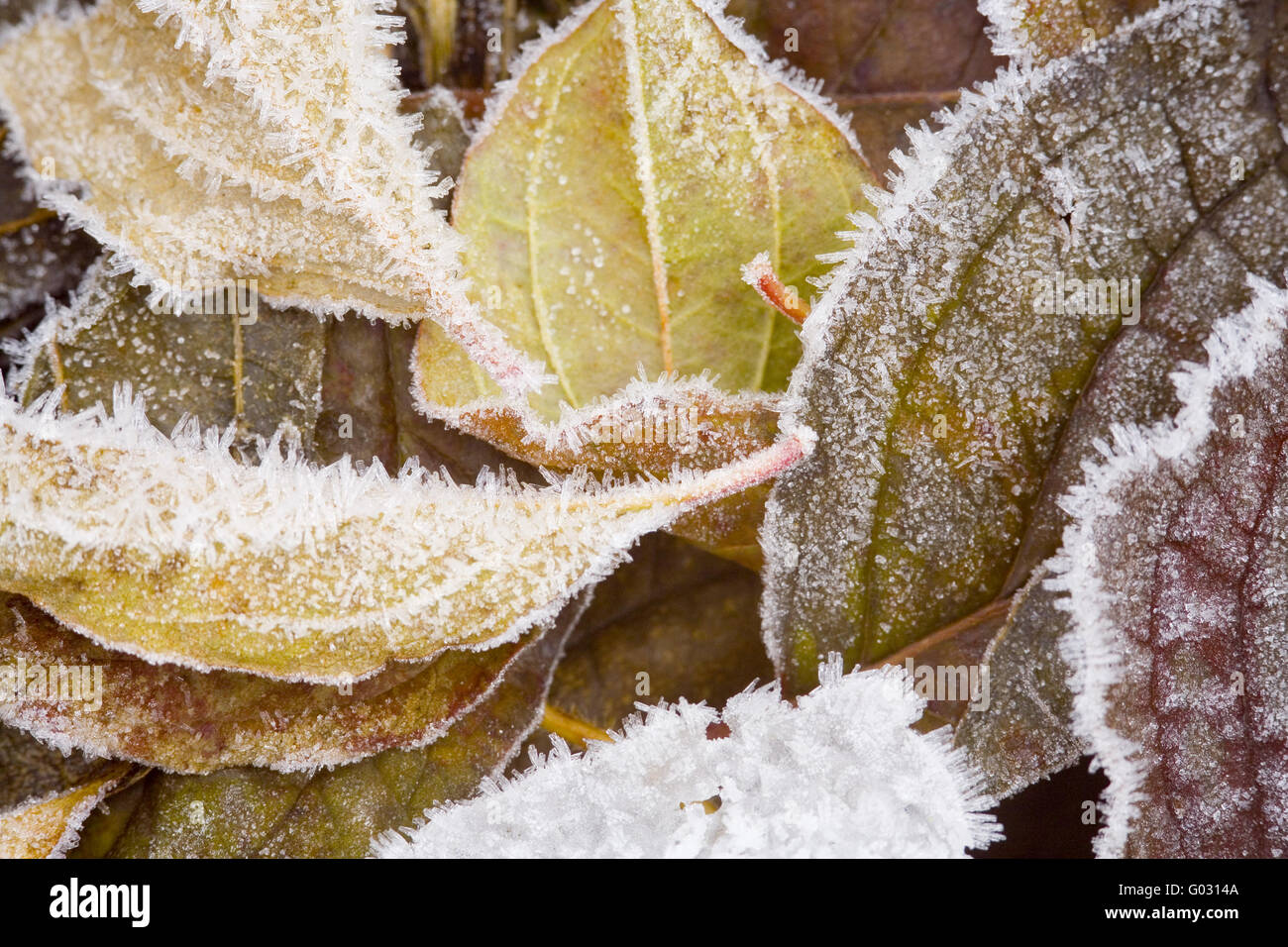 Plant frost rime plants hi-res stock photography and images - Alamy