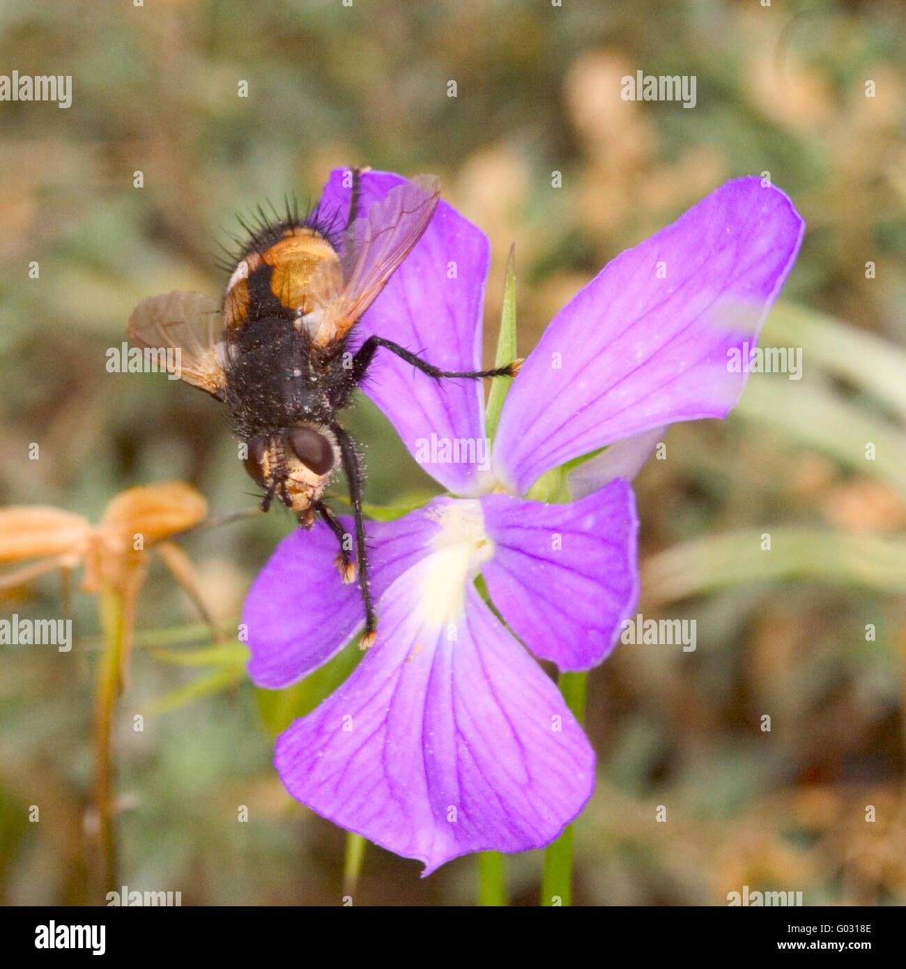 Tachina fera Stock Photo Alamy