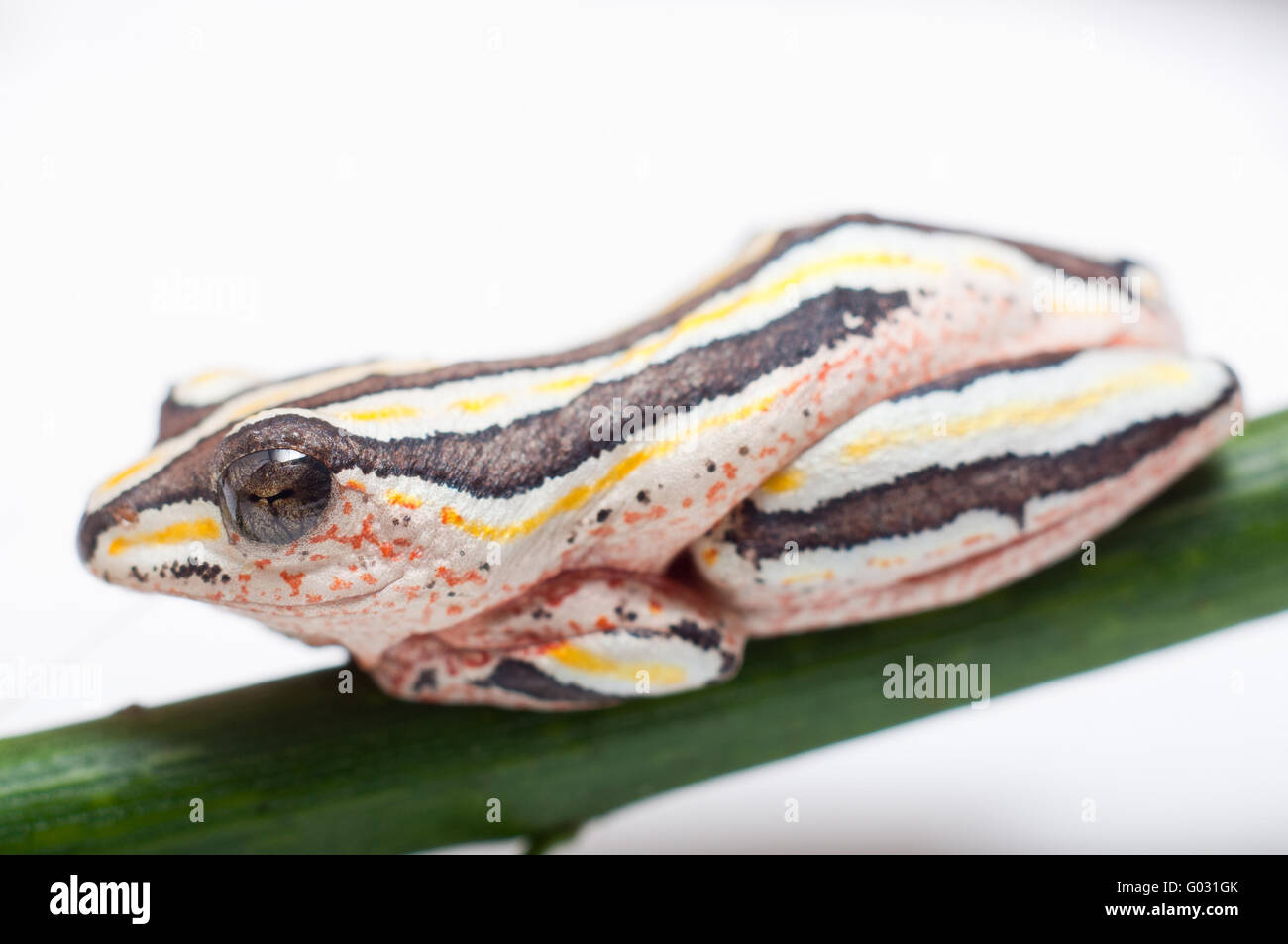 Painted Reed Frog Stock Photo