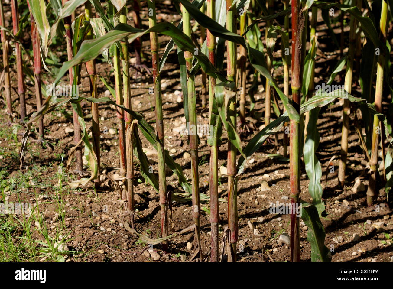 Earth up sweet corn hi-res stock photography and images - Alamy