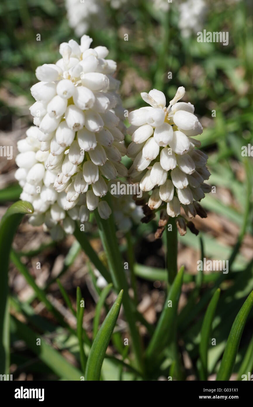 Flowers of the, 'White Magic' Grape Hyacinth (Muscari aucheri). Stock Photo