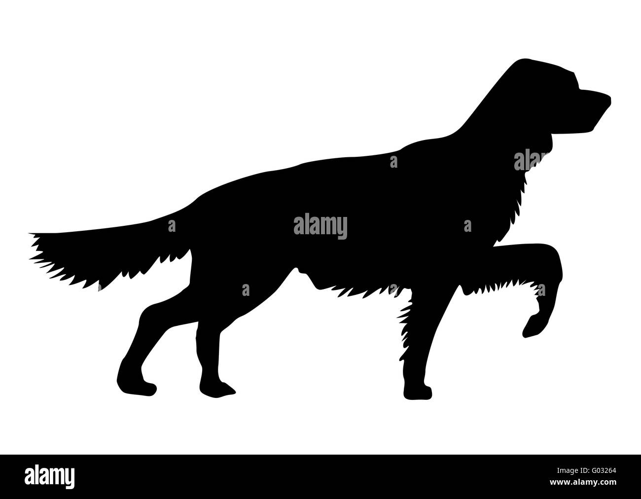 vector silhouette of the setter on white background Stock Photo - Alamy