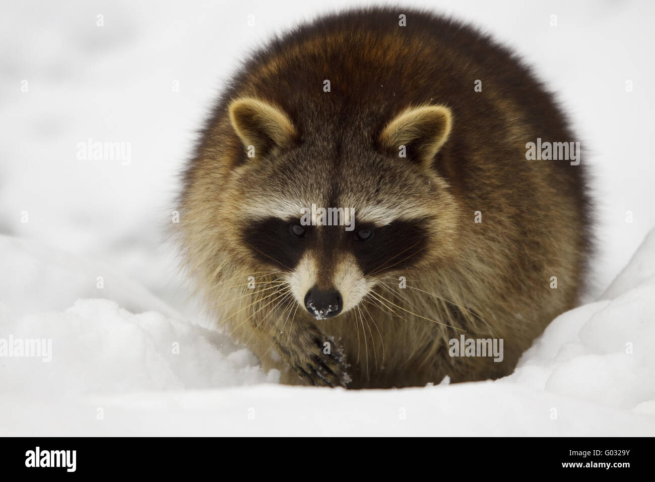 northern  raccoon - Procyon lotor Stock Photo