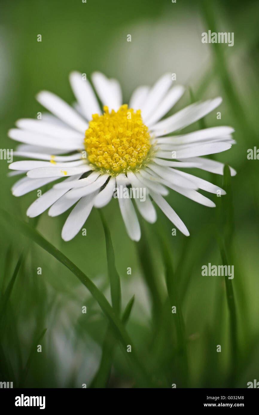 Daisy, Bellis Perennis Stock Photo Alamy