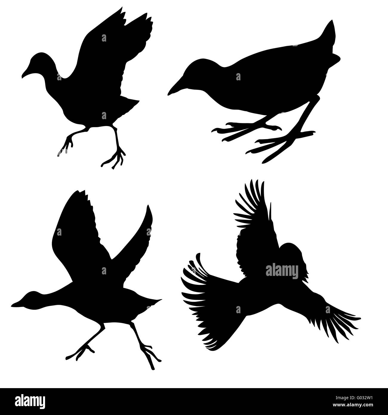 vector silhouette of the birds on white background Stock Photo