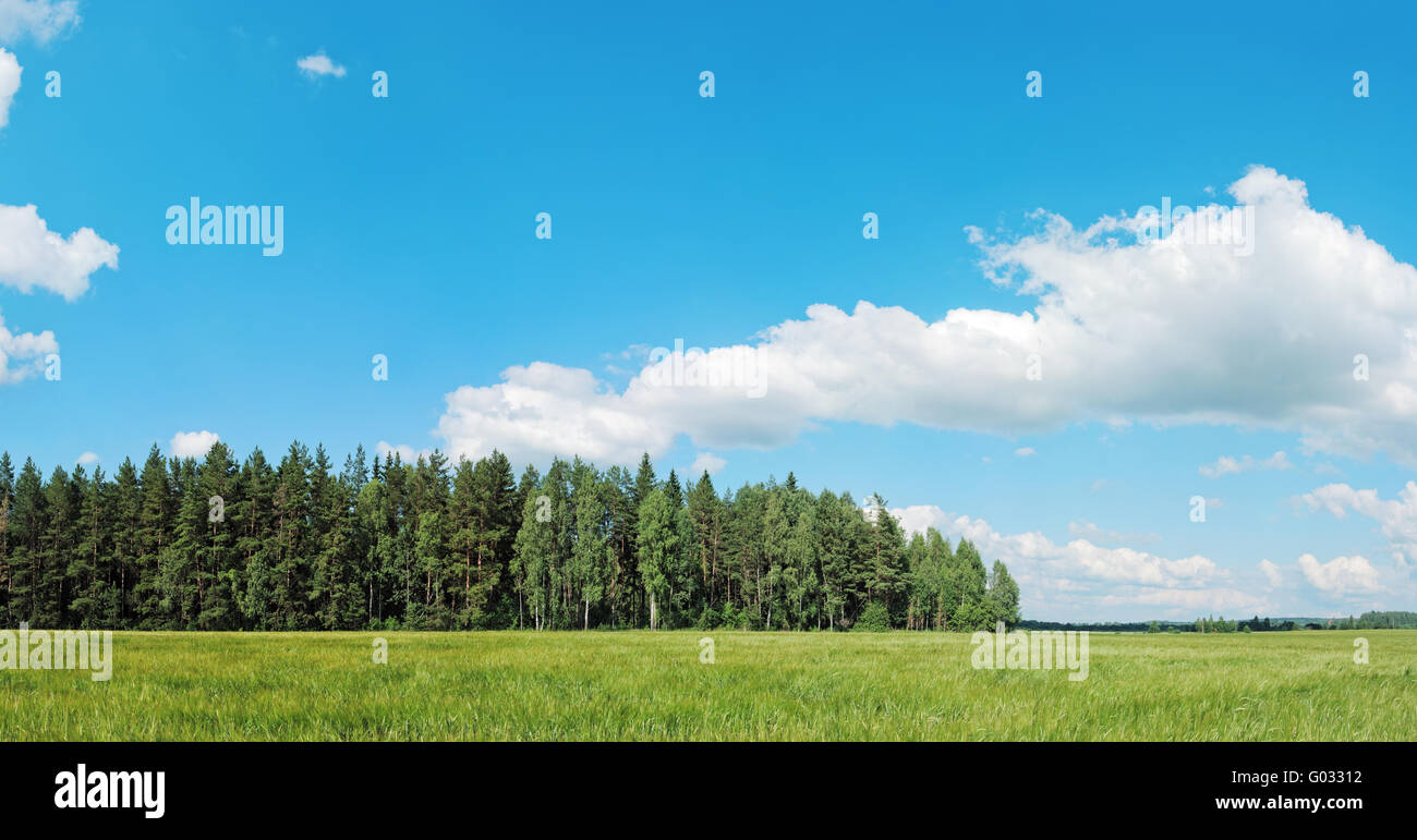 forest under the blue sky with white clouds Stock Photo - Alamy