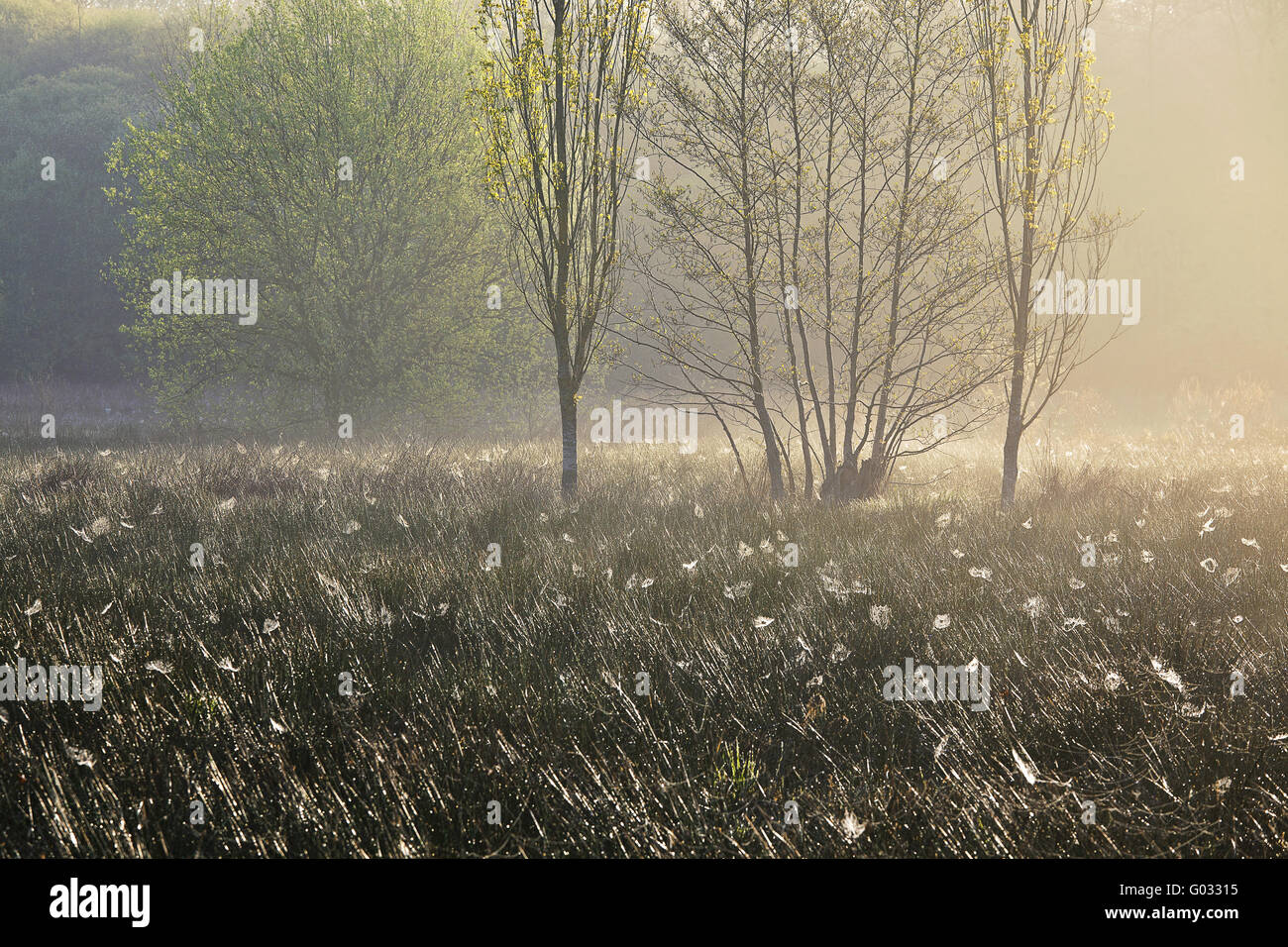 meadow with spider webs in the morning light Stock Photo