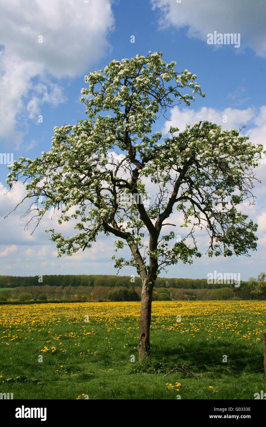 Flowering fruit tree Stock Photo Alamy