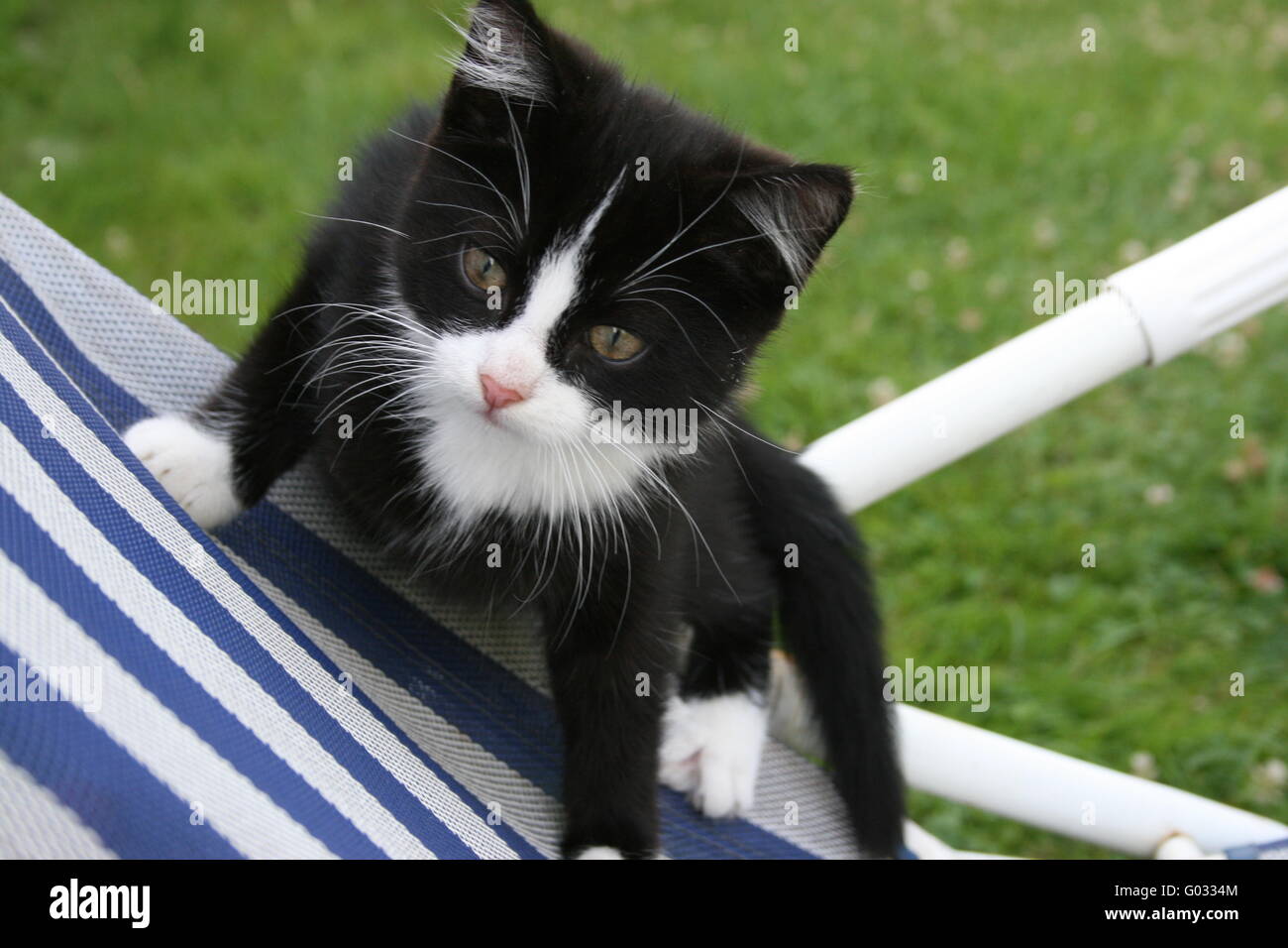 Little cat Stock Photo