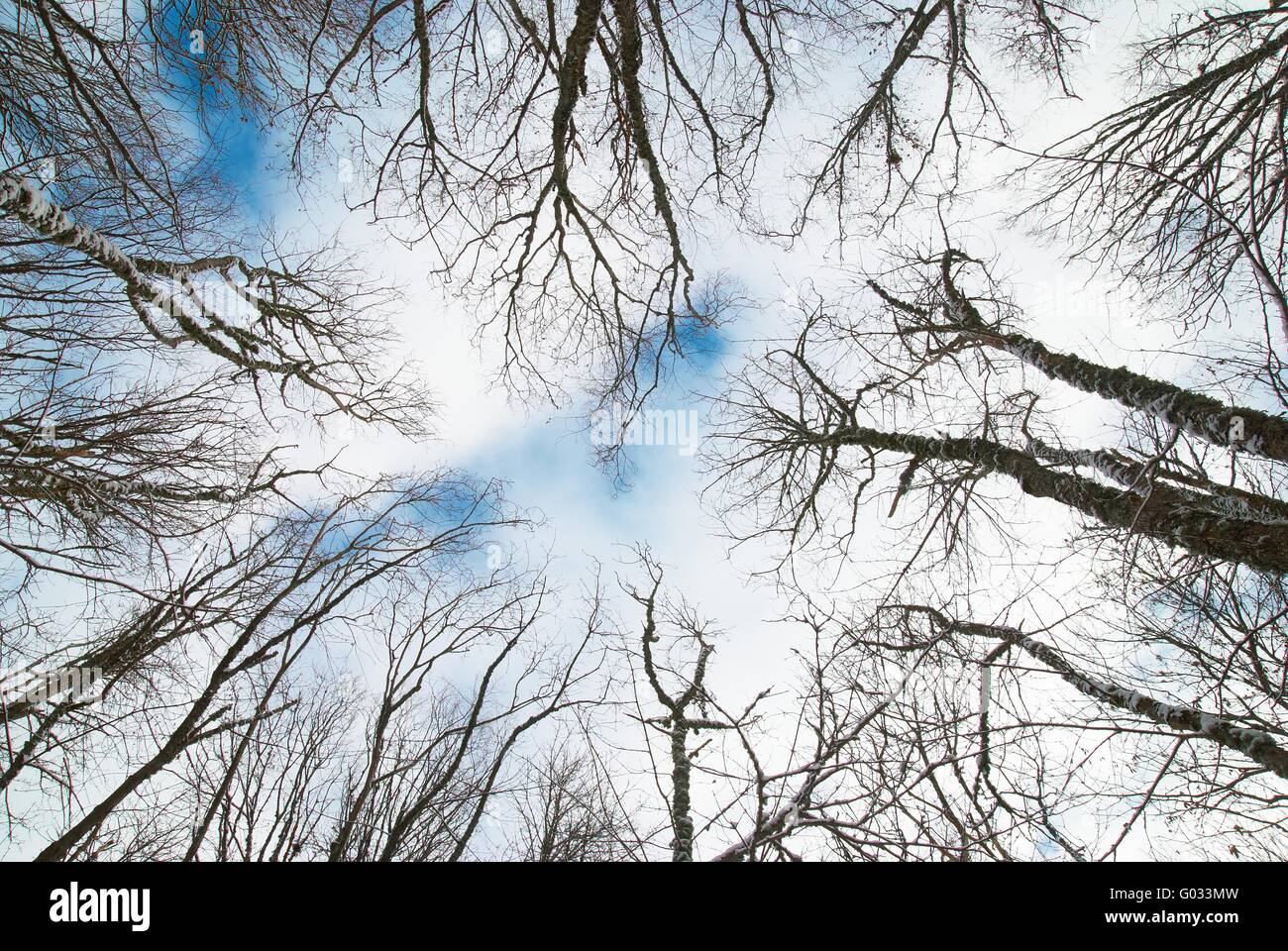 Top of winter trees with blue sky and clouds Stock Photo - Alamy