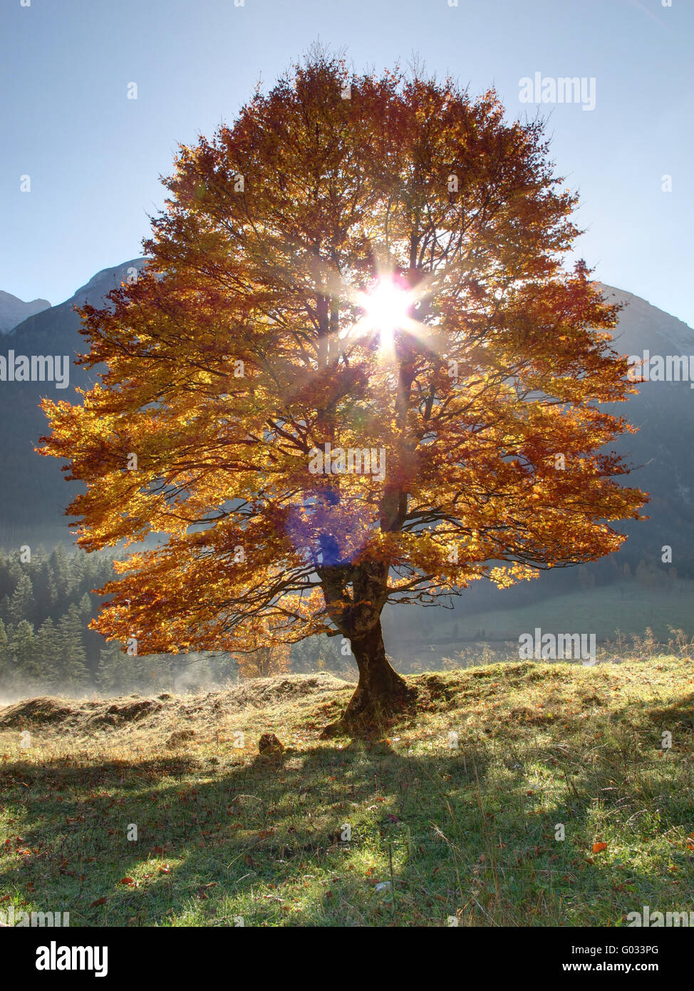 Autumn maple tree in back light Stock Photo
