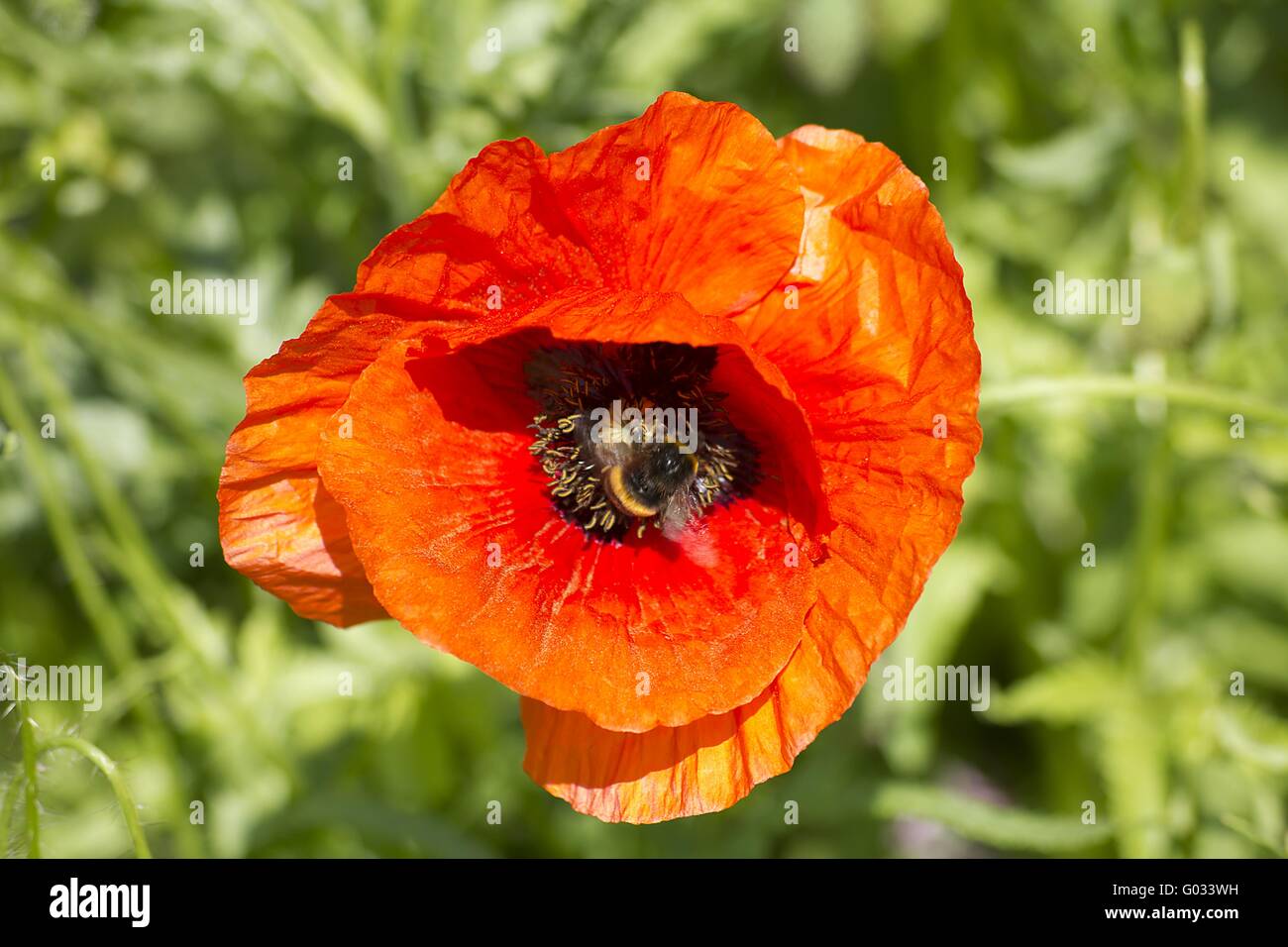 poppy with bumblebee Stock Photo