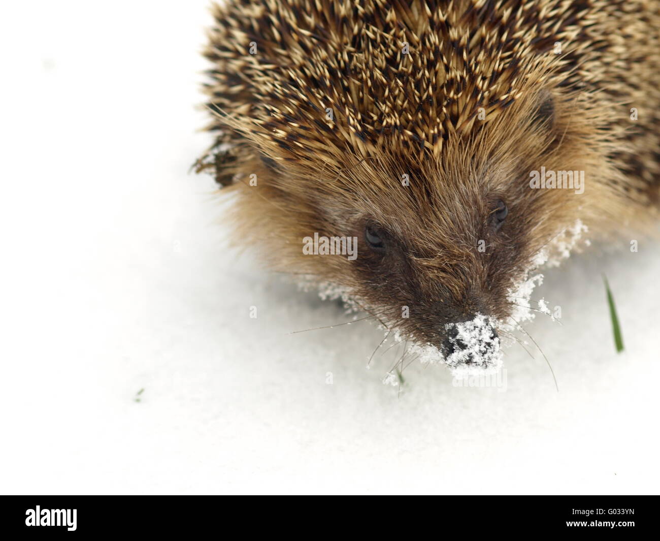 hedgehog in snow Stock Photo Alamy