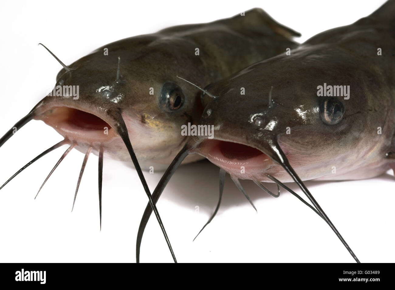 Channel catfish hires stock photography and images Alamy