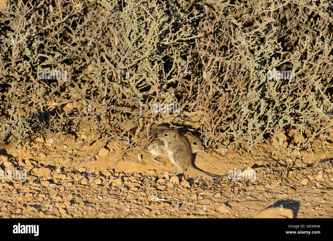 Adult and juvenile of four-striped grass mouse Stock Photo