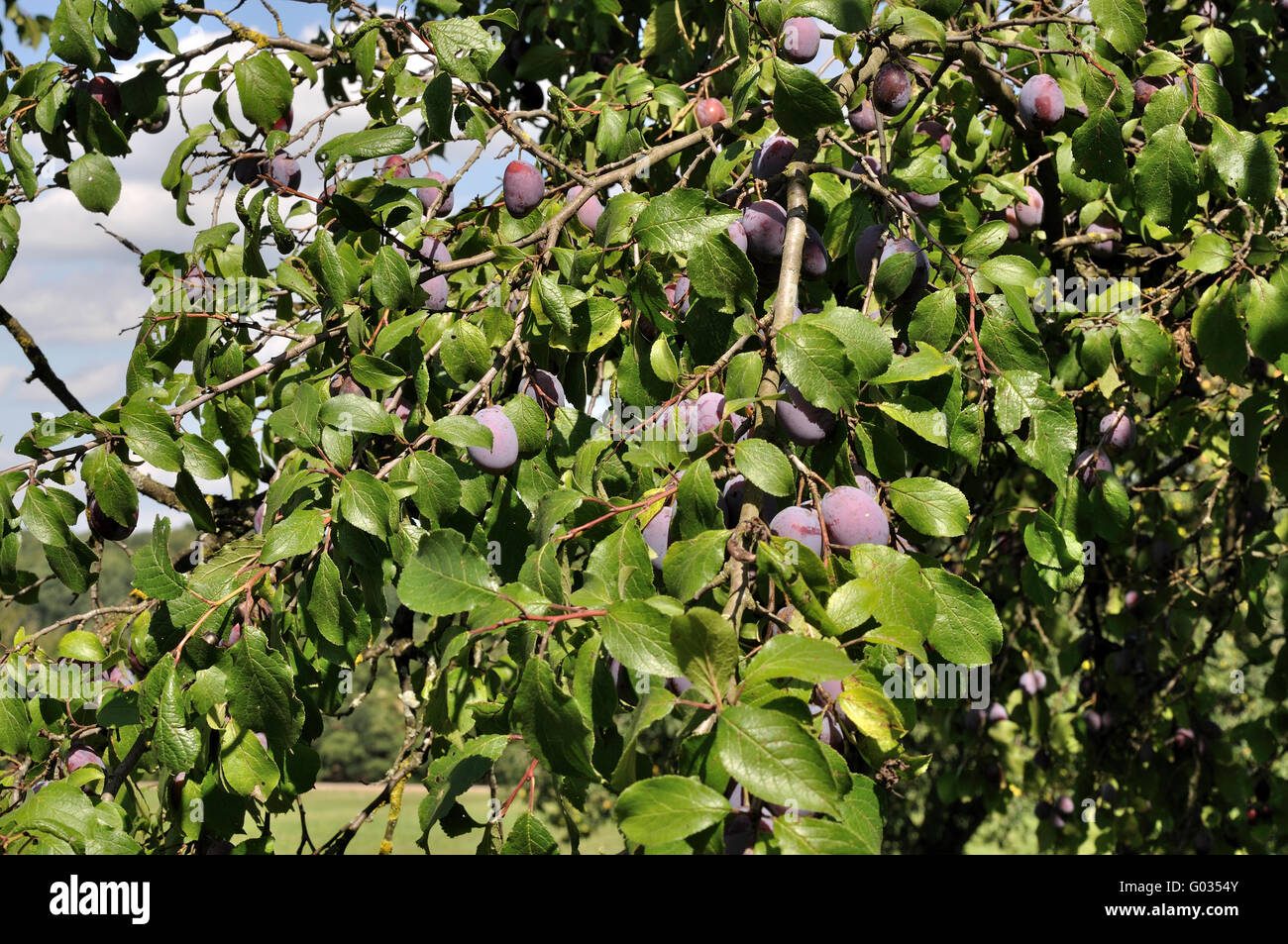 Damson On Tree High Resolution Stock Photography and Images Alamy
