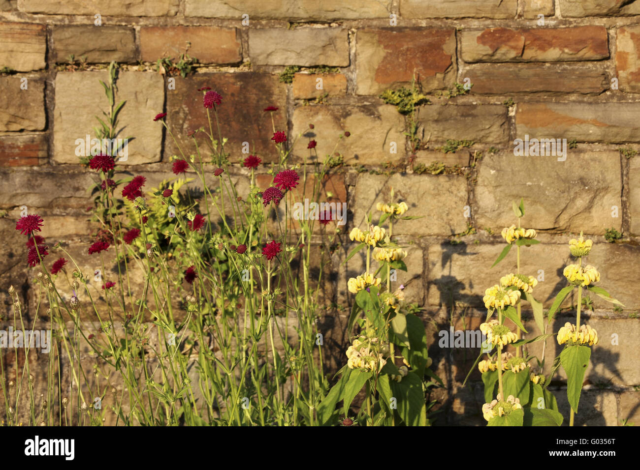 Wallflower Stock Photo