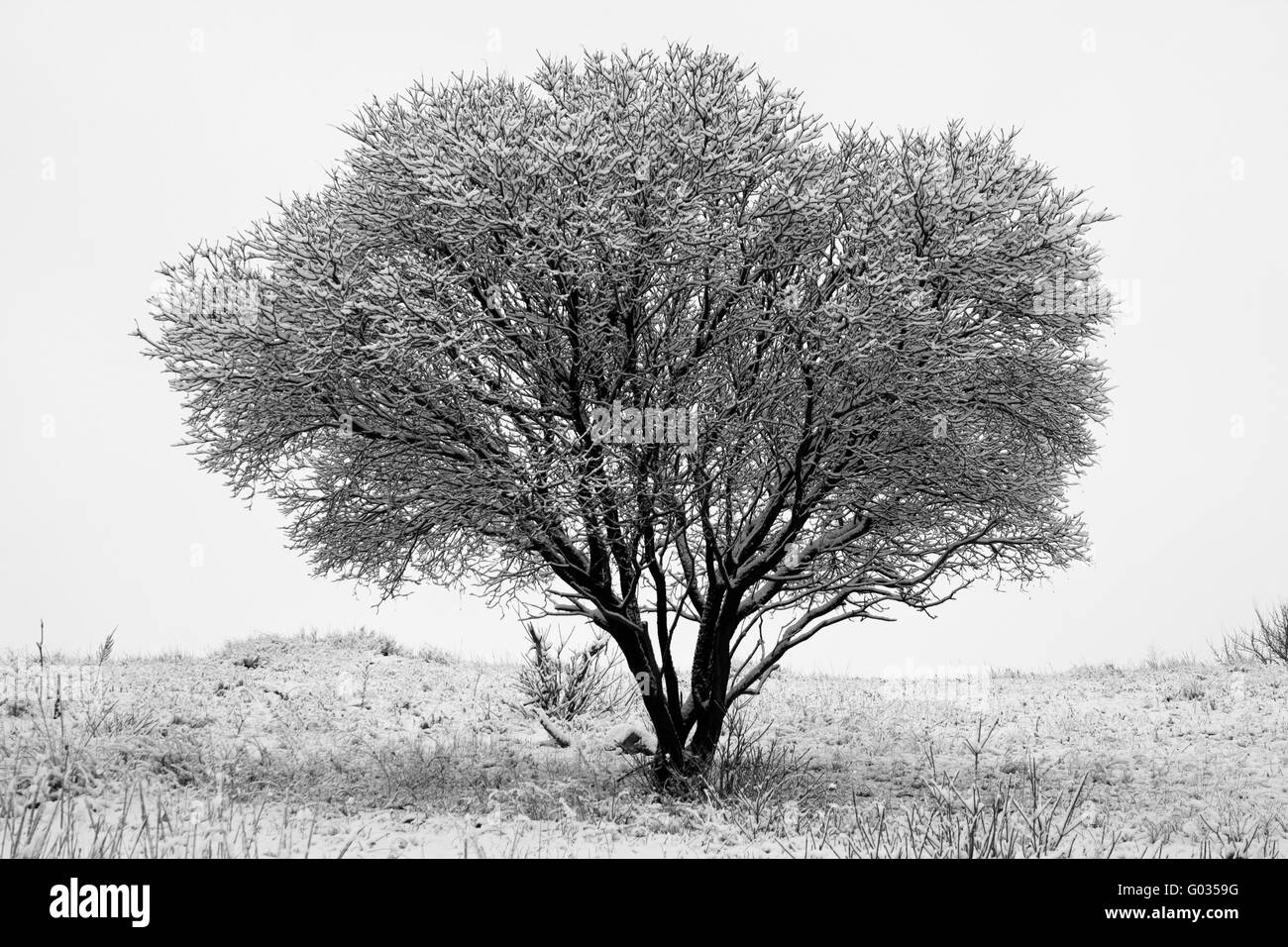 Lonely winter tree branches covered with snow Stock Photo