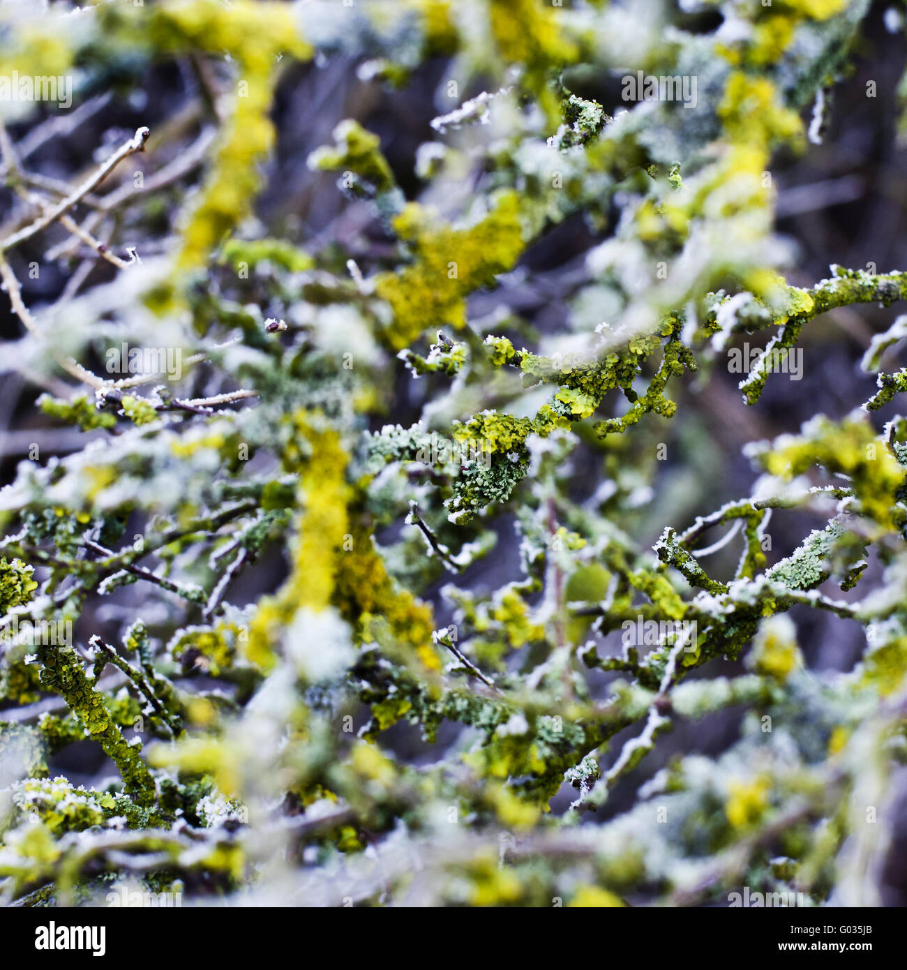 moss and hoarfrost on a scrub Stock Photo