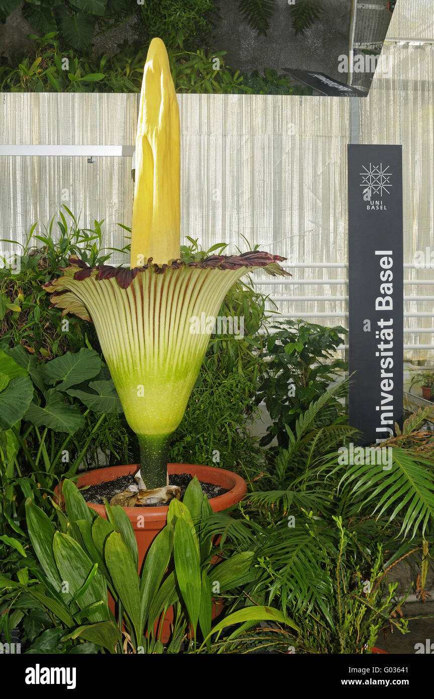 Giant corpse flower of Titan Arum,University Basel Stock Photo