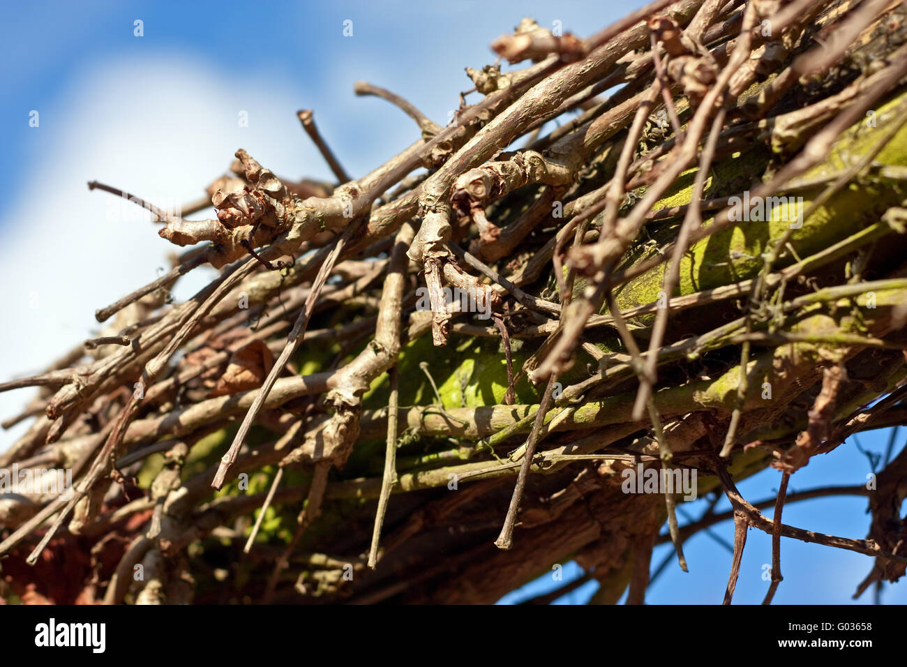 vine on wood Stock Photo
