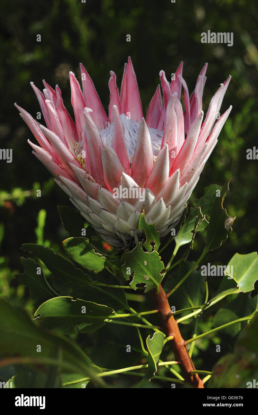 King Protea, Western Cape Province, South Africa Stock Photo