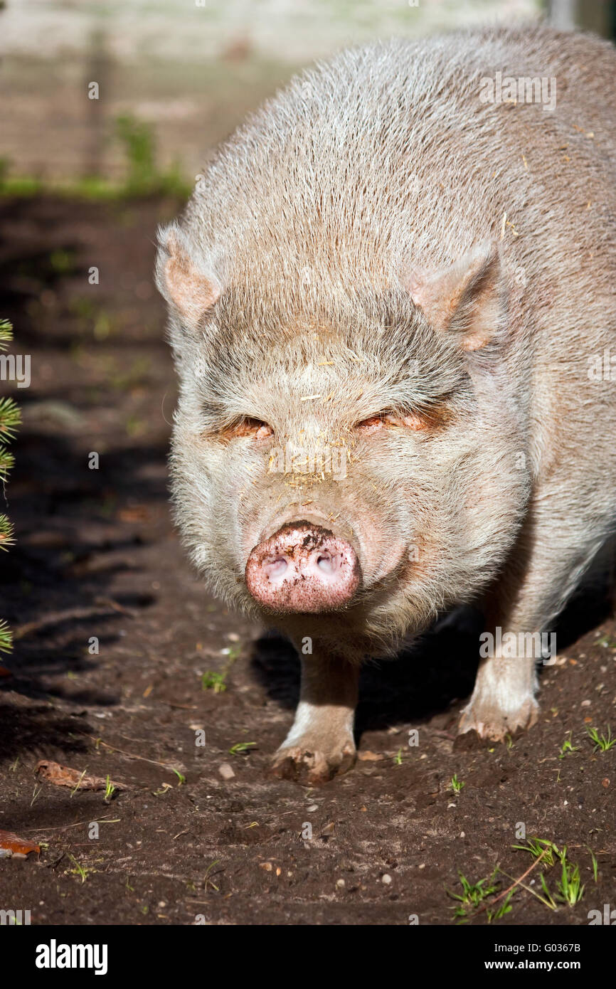 grinning pig Stock Photo
