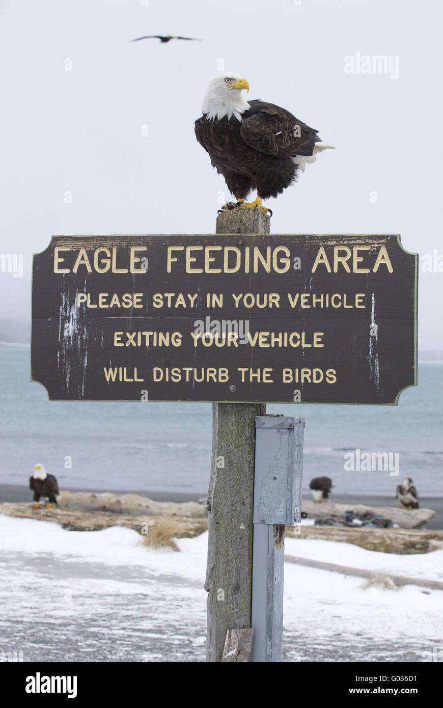 Alaskan Bald Eagle Stock Photo