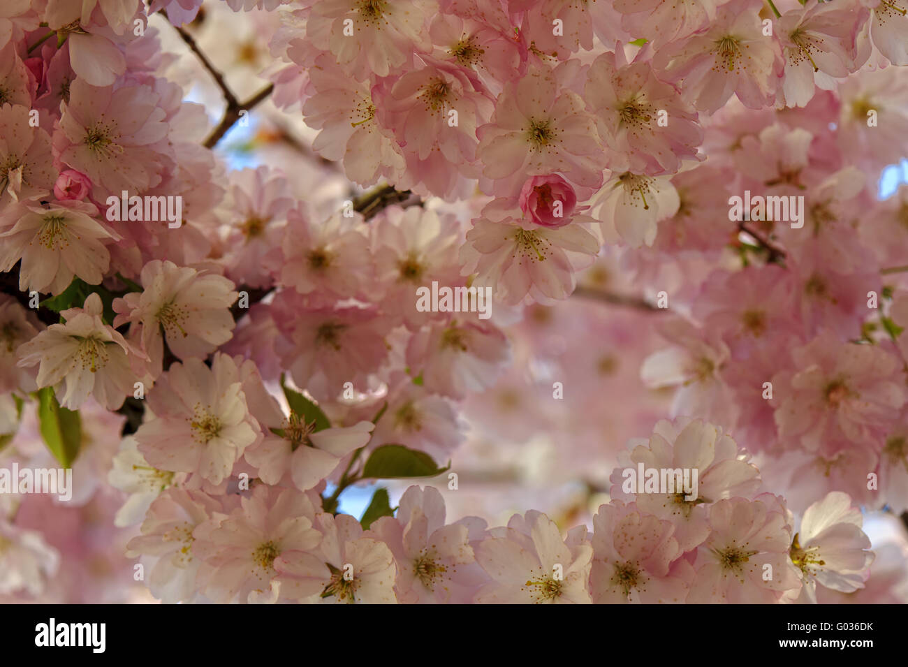 cherry blossoms Stock Photo