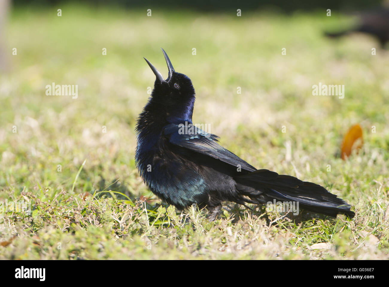 Boat-tail Grackle Stock Photo