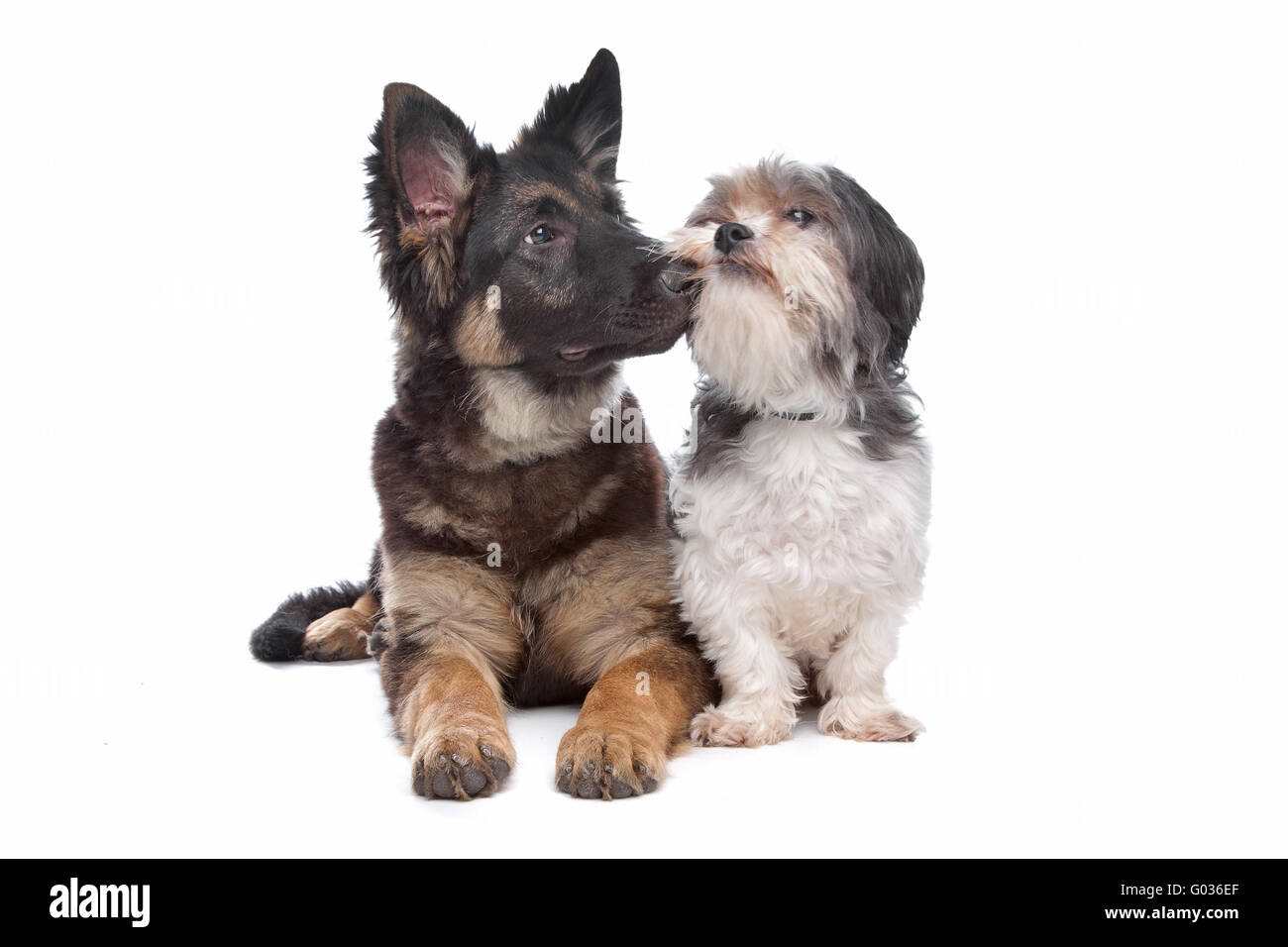 German Shepherd puppy and a boomer mixed breed dog Stock Photo