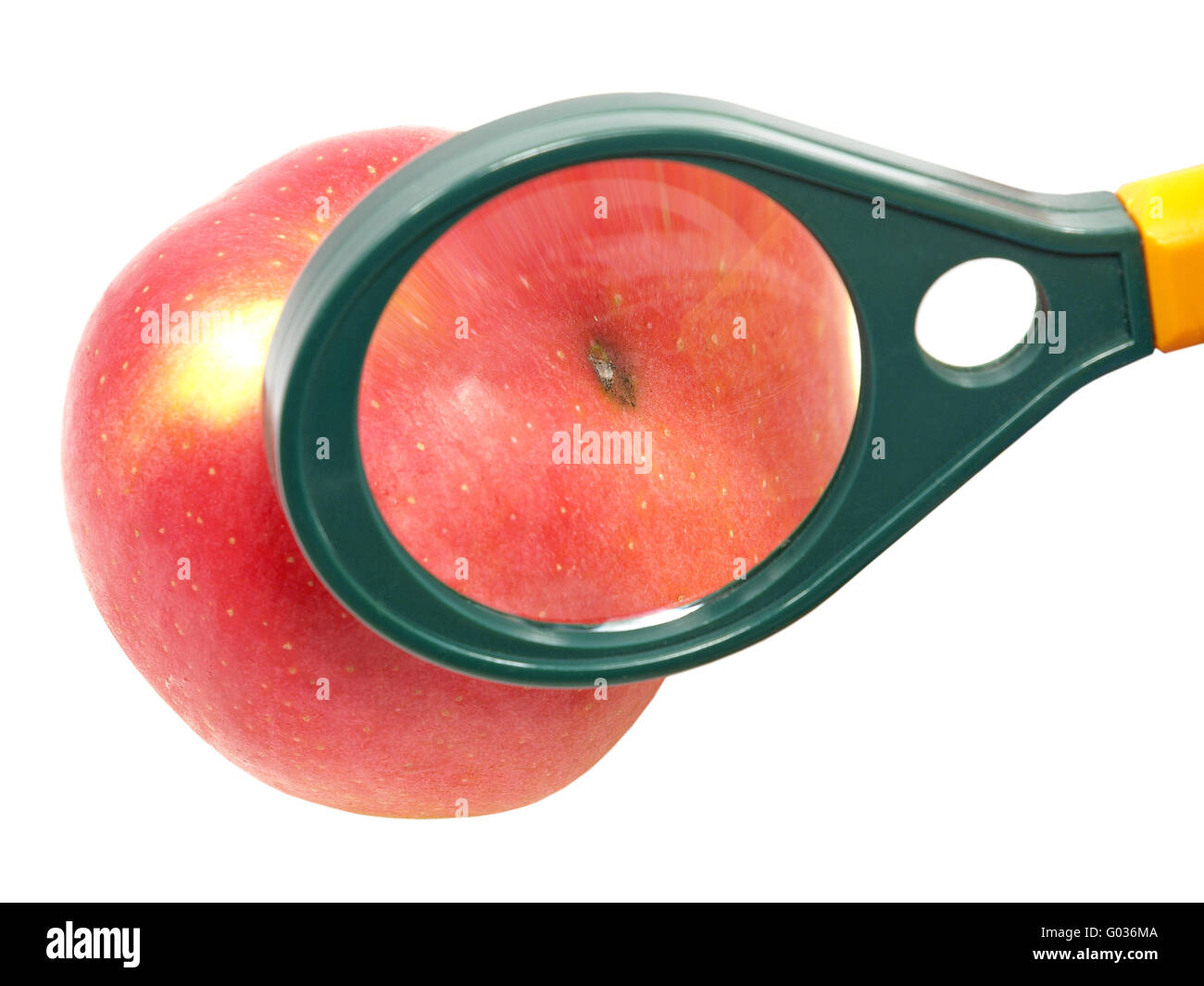 Wormeaten apple under magnifying glass Stock Photo Alamy