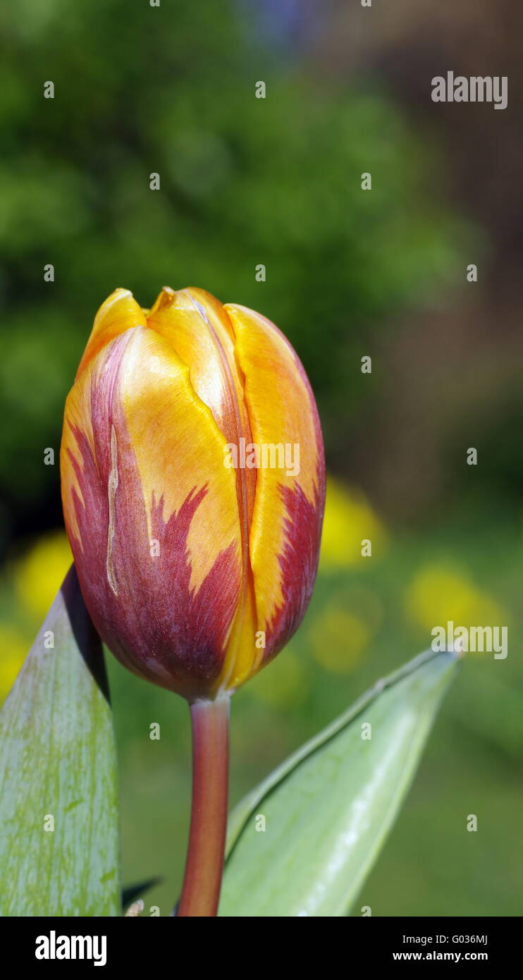 Tulip picture hi-res stock photography and images - Alamy