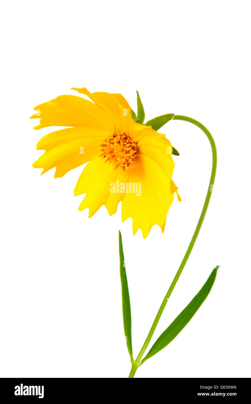 Coreopsis flowers - Latin Coreopsis ferulifolia, isolated on a white ...