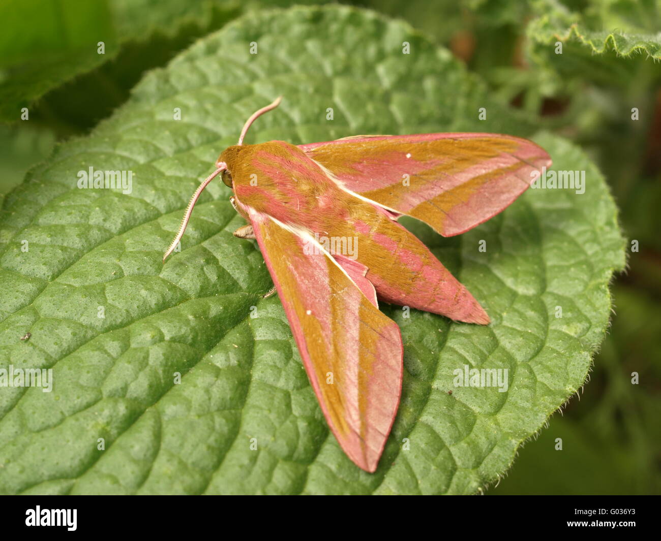 Elephant moth hi-res stock photography and images - Alamy