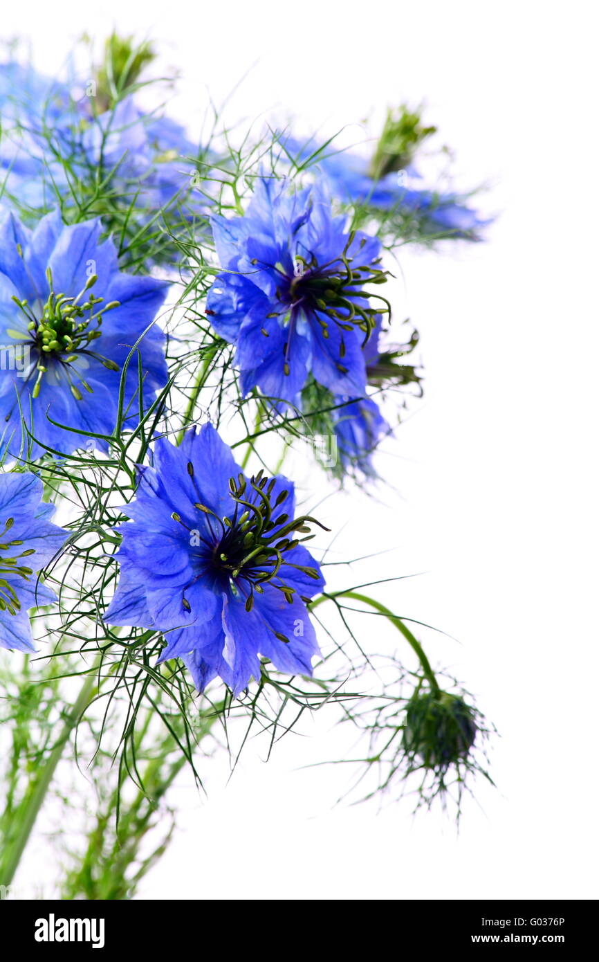 Beautiful blue flowers on a white background Stock Photo - Alamy