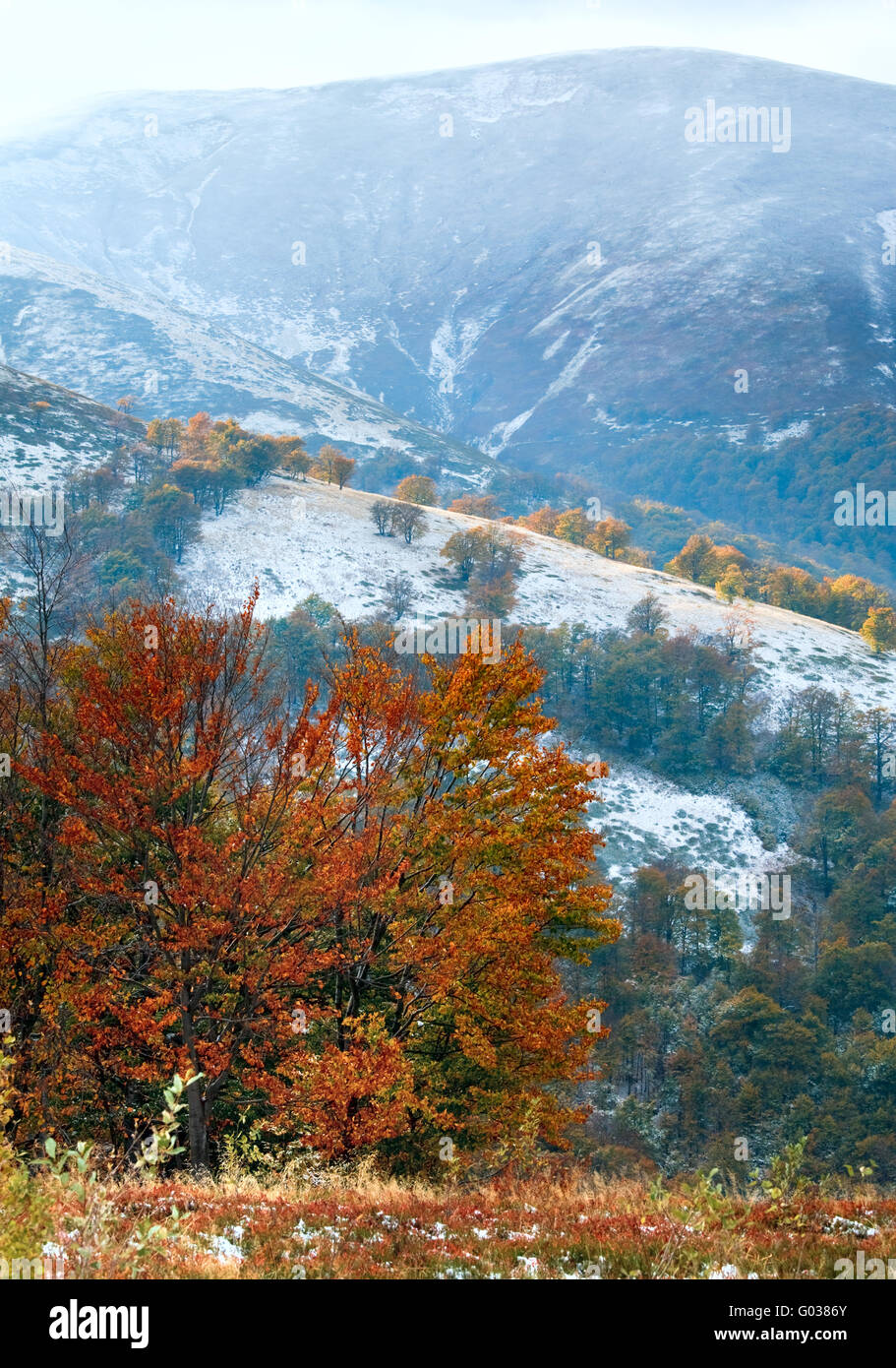 First winter snow and autumn colorful foliage on mountain Stock Photo ...