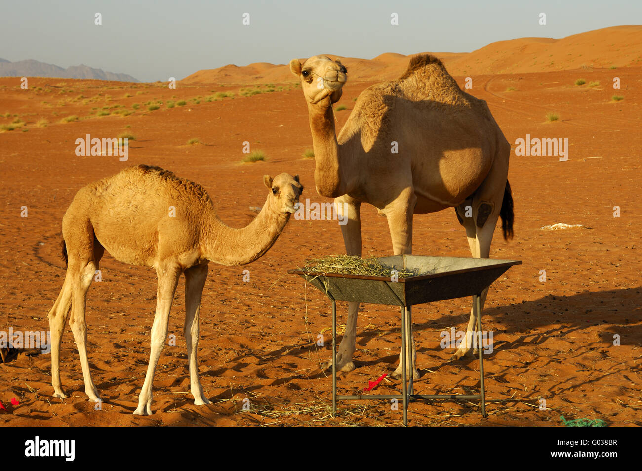 Female dromedary with a foal at a fodder place Stock Photo