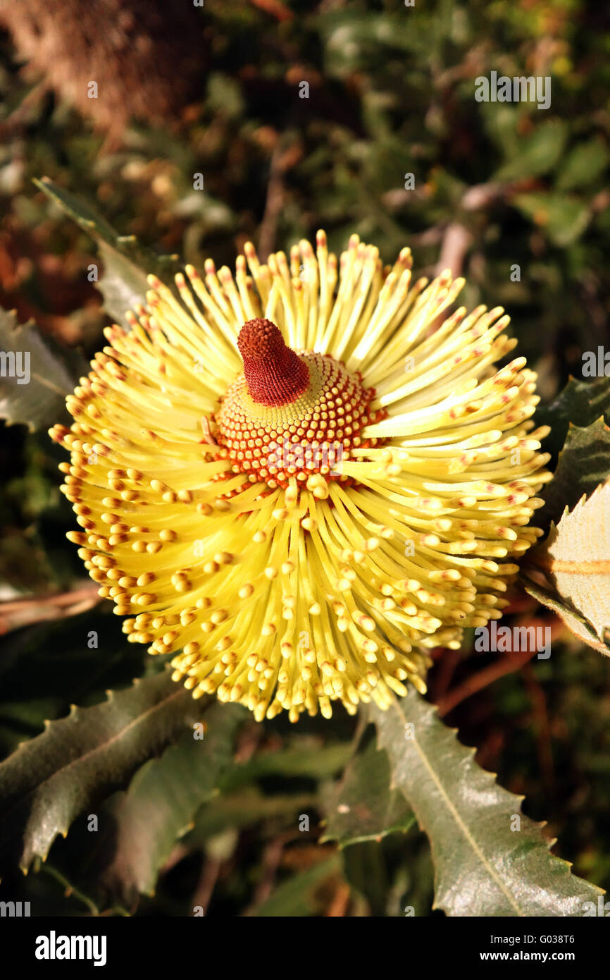 New Banksia flower, Maylands, Perth, Western Australia Stock Photo