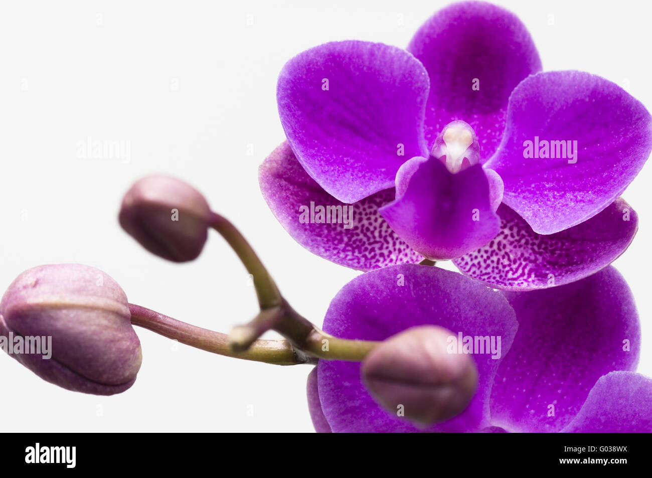 Pink orchid flower isolated on white background Stock Photo - Alamy