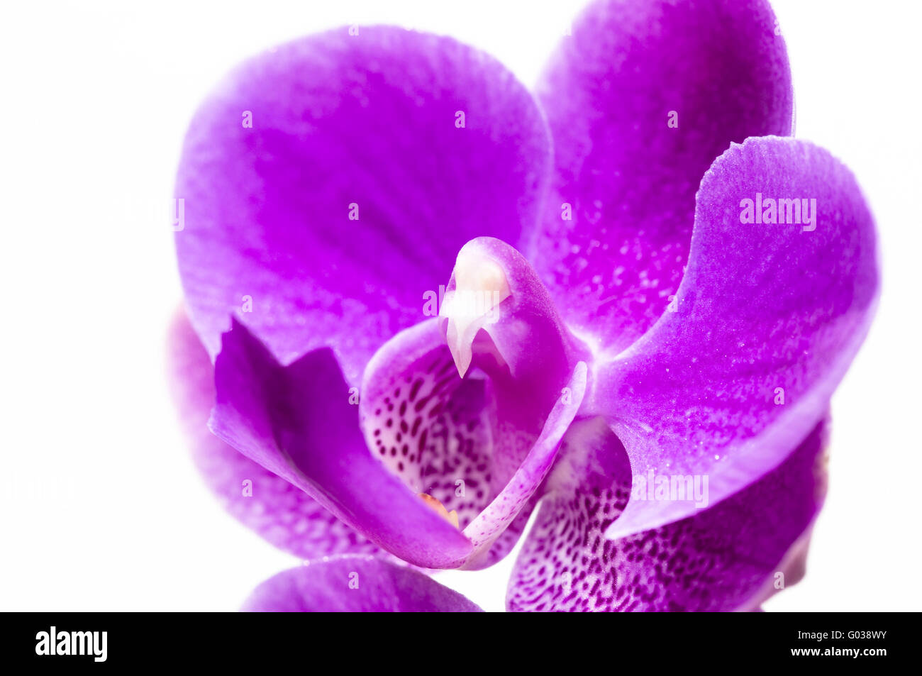 Pink orchid flower isolated on white background Stock Photo - Alamy